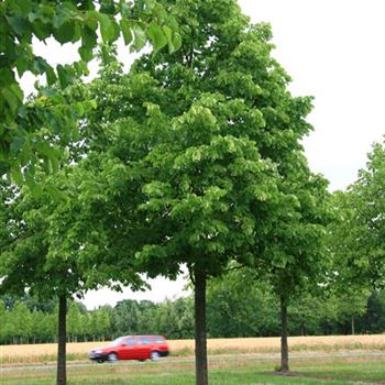 TANO_Sol_baum_7xv_300-400x60-70x700-900_R_BO344_19_06_08_24206.jpg
