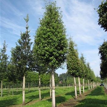 QIL_Sol_baum_5xv_25-30_R-1042_19_0_15_jh_41770.jpg