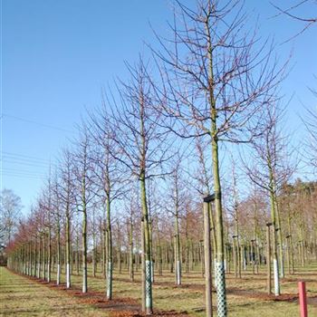 MEV_Sol_baum_4xv_STU20-25_Kr_br100-150_R_HO1146_2_04_03_10_33588.jpg