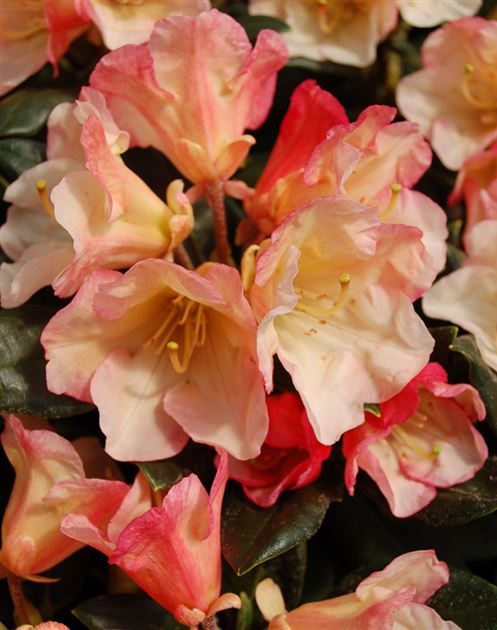 Rhododendron 'Aureolin' von Bruns Pflanzen