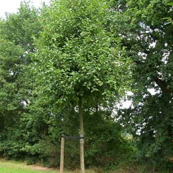 MEV_Sol_baum_5xv_STU_25-30_Kr_br150-200_R_STA1070_12_08_06_12781.jpg