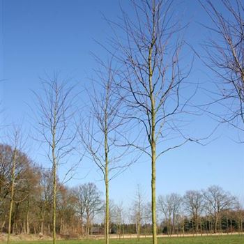 RCRO_Sol_baum_4xv_100-150x25-30x400-500_R_Z_MUE310_3_13_03_07_16522.jpg