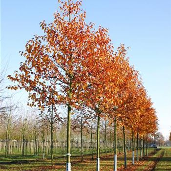 MEV_Sol_baum_5xv_150-200x25-30_R_CA527_2_25_11_04_2559.jpg