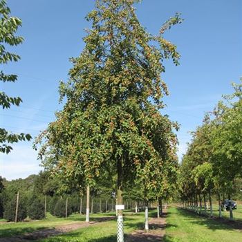 MEV_Sol_baum_5xv_150-200x30-35_R-1147_27_08_13_jh_37964.jpg