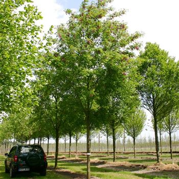 RCRO_Sol_baum_5xv_300-400x40-45x500-700_R_WE558_07_06_05_1446.jpg