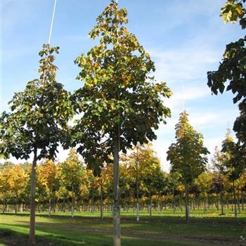 ACBR_Sol_baum_4xv_150-200x25-30x400-500_R-537_27_10_14_jh_39798.jpg