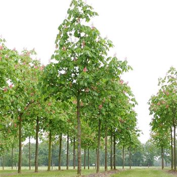 ACBR_Sol_baum_4xv_150-200x25-30x400-500_R_GE474_17_05_06_11567.jpg