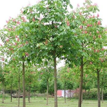 ACBR_Sol_baum_4xv_150-200x25-30x400-500_R_GE474_6_17_05_06_11566.jpg