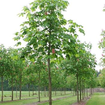 ACBR_Sol_baum_4xv_150-200x25-30x400-500_R_GE474_5_17_05_06_11565.jpg