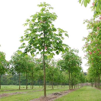 ACBR_Sol_baum_4xv_150-200x25-30x400-500_R_GE474_4_17_05_06_11564.jpg