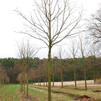 ACBR_Sol_baum_4xv_150-200x25-30x400-500_R_ARN339_07_04_06_10593.jpg