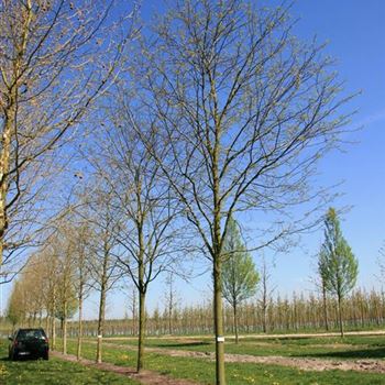RCRO_Sol_baum_5xv_300x45-50x-700_R_WE558_16_04_07_17242.jpg