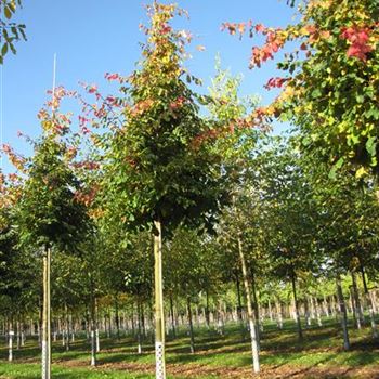 PPE_Sol_baum_5xv_100-150x20-25a_R-210_26_10_15_jh_41685.jpg