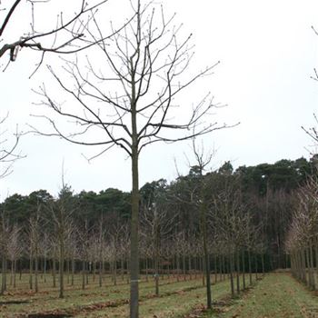 ACBR_Sol_baum_4xv_15030400_R_AR_21_02_06_15465.jpg