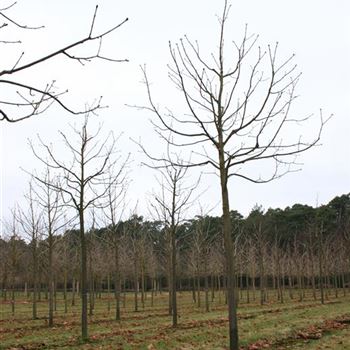 ACBR_Sol_baum_4xv_15030400_R_AR_3_21_02_06_15464.jpg