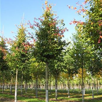 PPE_Sol_baum_5xv_100-150x20-25_R-210_26_10_15_jh_41684.jpg