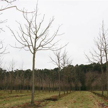 ACBR_Sol_baum_4xv_15030400_R_AR_2_21_02_06_15463.jpg