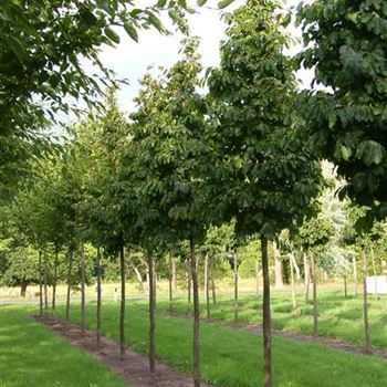 PPE_Sol_baum_5xv_STU20-25_Kr_br_100-150_R_NA366_3_16_08_06_12842.jpg
