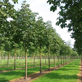 ACBR_Sol_baum_4xv_150-200x30-35x400-500_R_DEE328_11_09_08_25103.jpg