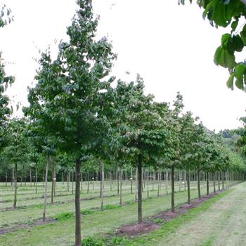 PPE_Sol_baum_5xv_100-150x25-30_R_2_FL1022_18_08_04_12080.jpg