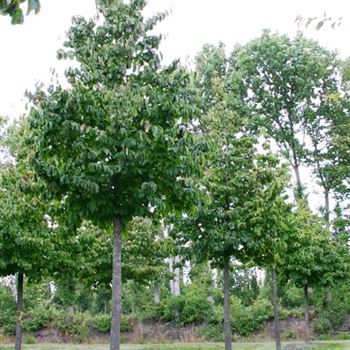 PPE_Sol_baum_5xv_100-150x25-30_R_2_FL1022_2_18_08_04_12079.jpg