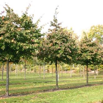 PPE_Sol_baum_6xv_STU30-35-40_Kr_br150-200_R_2_FL1022_20_10_05_5312.jpg