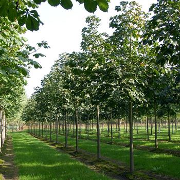 ACBR_Sol_baum_5xv_200-300x25-30x400-500_R_DEE333_2_16_10_06_13916.jpg