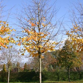 PPE_Sol_baum_6xv_STU35-40_STH225-250_Kr_br150-200_R_J_HE372_06_11_04_7140.jpg