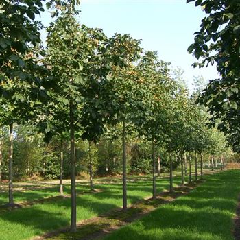 ACBR_Sol_baum_5xv_200-300x25-30x400-500_R_DEE333_16_10_06_13917.jpg