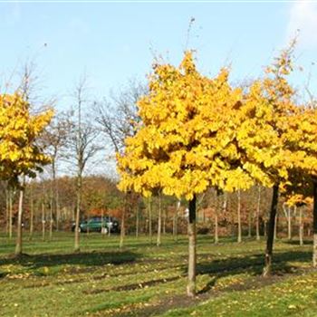 PPE_Sol_baum_6xv_STU35-40-45_Kr_br-200_R_2_FL1022_2_21_11_06_14754.jpg