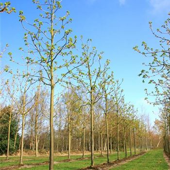 ACBR_Sol_baum_5xv_200+x30-35x400-500_R_DEE333_12_04_07_17128.jpg