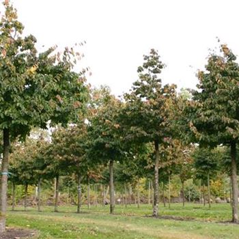 PPE_Sol_baum_6xv_STU35-40_Kr_br150-200_R_2_FL1022_20_10_05_5316.jpg