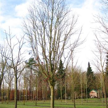 PPE_Sol_baum_6xv_STU45-50_Kr_br200-300_R_J_HE372_26_02_10_33500.jpg