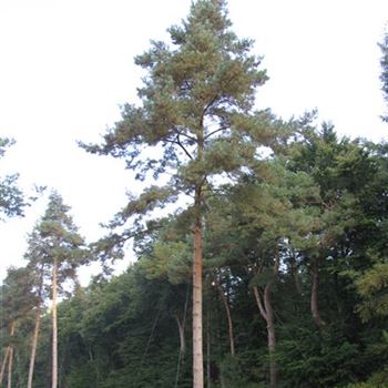 PSY_Sol_baum_7xv_300-400x90-100_STH800-1000_G-1450_02_10_15_jh_41745.jpg