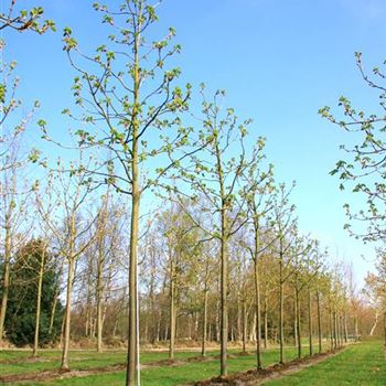 ACBR_Sol_baum_5xv_200+x30-35x400-500_R_DEE333_2_12_04_07_17127.jpg