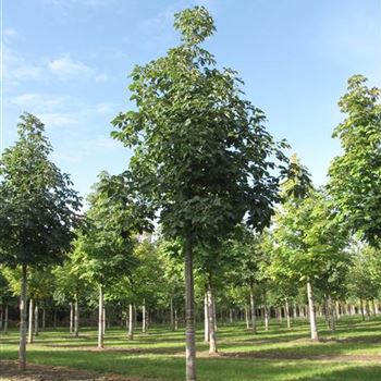 ACBR_Sol_baum_5xv_200-300x30-35x400-500a_R-330_10_10_12_jh_38470.jpg