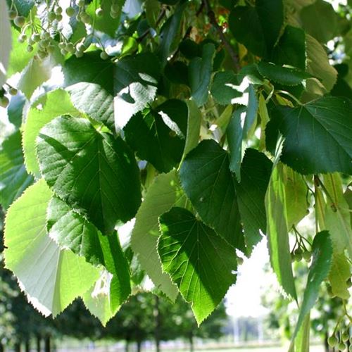 Tilia tomentosa