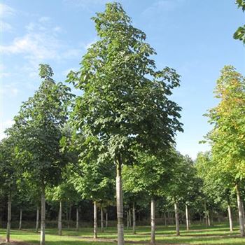 ACBR_Sol_baum_5xv_200-300x30-35x400-500_R-330_10_10_12_jh_38469.jpg
