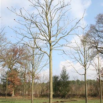 ACBR_Sol_baum_5xv_200-300x30-35x400-500_R_DEE327_07_04_06_10602.jpg