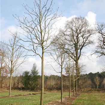 ACBR_Sol_baum_5xv_200-300x30-35x400-500_R_DEE327_2_07_04_06_10600.jpg