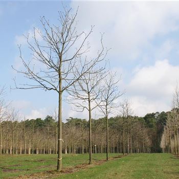 ACBR_Sol_baum_5xv_200-300x30-35x400-500_R_ARN337-38_07_04_06_10599.jpg