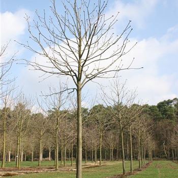 ACBR_Sol_baum_5xv_200-300x30-35x400-500_R_ARN337-38_4A_07_04_06_10597.jpg