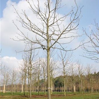 ACBR_Sol_baum_5xv_200-300x30-35x400-500_R_ARN337-38_3_07_04_06_10595.jpg