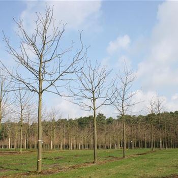 ACBR_Sol_baum_5xv_200-300x30-35x400-500_R_ARN337-38_2_07_04_06_10594.jpg