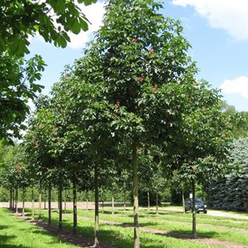 ACBR_Sol_baum_5xv_200-300x30-35x400-500_R_HO1150_16_06_10_34656.jpg