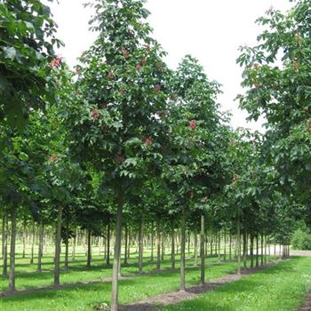 ACBR_Sol_baum_5xv_200-300x30-35x400-500_R_HO1150_2_16_06_10_34655.jpg