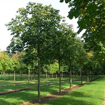 ACBR_Sol_baum_5xv_200-300x30-35x400-500_R_ARN338-39_16_10_06_13919.jpg