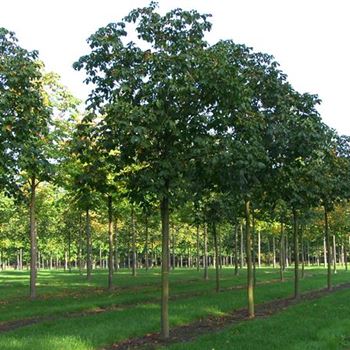 ACBR_Sol_baum_5xv_200-300x30-35x400-500_R_ARN338-39_2_16_10_06_13918.jpg