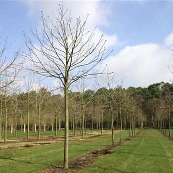 ACBR_Sol_baum_5xv_200-300x30-35x400-500_R_ARN337-38_4B_07_04_06_10598.jpg
