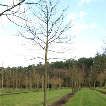 ACBR_Sol_baum_5xv_200-300x35-40x-500_R_AR338_13_03_07_22591.jpg
